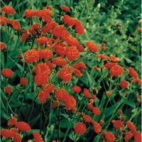 Graines de fleurs EMILIA SAGITTATA SCARLET MAGIC (Emilia sagittata ou Emilia coccinea) - Graineterie A. DUCRETTET