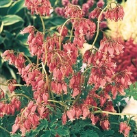  DICENTRA DICENTRA-EXIMIA (Dicentra eximia)-rose carmin - Graineterie A. DUCRETTET