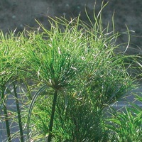  CYPERUS CYPERUS-CYPERUS PAPYRUS (Cyperus papyrus)- - Graineterie A. DUCRETTET