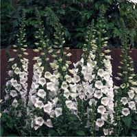  DIGITALE DIGITALE-CAMELOT F1 (Digitalis purpurea)-blanc - Graineterie A. DUCRETTET