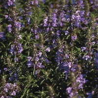 Graines de fleurs DRACOCEPHALUM BLUE DRAGON (Dracocephalum moldavica) - Graineterie A. DUCRETTET