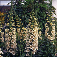 Graines de fleurs DIGITALE CAMELOT F1 (Digitalis purpurea) - Graineterie A. DUCRETTET