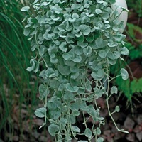  DICHONDRA DICHONDRA-SILVER FALLS (Dichondra argentea ou repens)- - Graineterie A. DUCRETTET