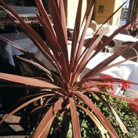  DRACAENA OU CORDYLINE DRACAENA OU CORDYLINE-AUSTRALIS PURPUREA (Dracaena australis purpurea)-pourpre - Graineterie A. DUCRETTET