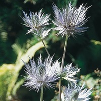  ERYNGIUM ERYNGIUM-BLUE STAR (Eryngium alpinum superbum)- - Graineterie A. DUCRETTET