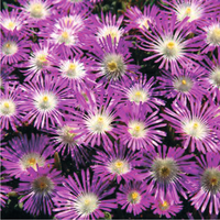 Graines de fleurs DELOSPERMA STARDUST (Delosperma floribunda) - Graineterie A. DUCRETTET