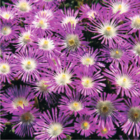 Graines de fleurs vivaces - DELOSPERMA - Graineterie A. DUCRETTET