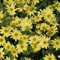 Graines de fleurs HELIOMERIS SUNSPLASH (Heliomeris miltiflora) - Graineterie A. DUCRETTET