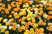 Graines de fleurs DIMORPHOTHECA AURANTIACA (Dimorphoteca aurantiaca (sinuata)) - Graineterie A. DUCRETTET