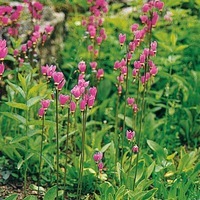 Graines de fleurs DODECATHEON DODECATHEON (Dodecatheon premulaceae) - Graineterie A. DUCRETTET