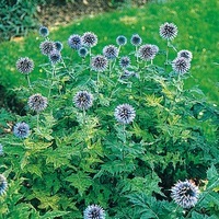 Graines de fleurs ECHINOPS BOULE AZUREE (Echinops ritro) - Graineterie A. DUCRETTET