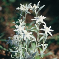 Graines de fleurs vivaces - EDELWEISS DES ALPES - Graineterie A. DUCRETTET