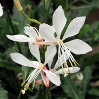 Graines de fleurs GAURA SPARKLE WHITE (Gaura) - Graineterie A. DUCRETTET