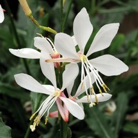  GAURA GAURA-SPARKLE WHITE (Gaura)-blanc - Graineterie A. DUCRETTET