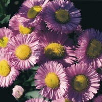Graines de fleurs ERIGERON SPECIOSUS (Erigeron speciosus) - Graineterie A. DUCRETTET