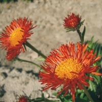 Graines de fleurs ERIGERON AURANTIACUS (Erigeron aurantiacus) - Graineterie A. DUCRETTET