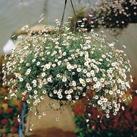 Graines de fleurs ERIGERON PROFUSION (Erigeron karvinskianus ou E. vittadinia) - Graineterie A. DUCRETTET