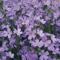 Graines de fleurs ERINUS ALPINUS ERINUS ALPINUS (Erinus alpinus) - Graineterie A. DUCRETTET