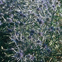 Graines de fleurs ERYNGIUM PLANUM (Eryngium planum) - Graineterie A. DUCRETTET