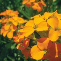 Graines de fleurs GIROFLEE RAVENELLE Erysimum allionii (Erysimum allionii) - Graineterie A. DUCRETTET