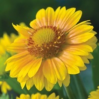 Graines de fleurs GAILLARDE ARIZONA (Gaillardia grandiflora) - Graineterie A. DUCRETTET
