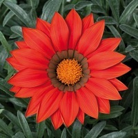 Graines de fleurs GAZANIA BISOU F1 (Gazania) - Graineterie A. DUCRETTET