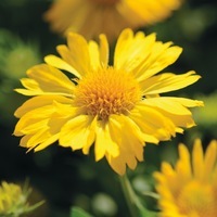  GAILLARDE GAILLARDE-MESA (Gaillardia aristata grandiflora)-jaune - Graineterie A. DUCRETTET