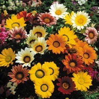 Graines de fleurs GAZANIA GAZOO (Gazania) - Graineterie A. DUCRETTET