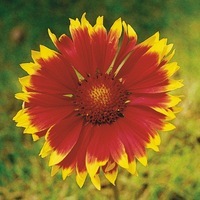  GAILLARDE GAILLARDE-HAUTE (Gaillardia aristata)-DAZZLER (écarlate à bord jaune) - Graineterie A. DUCRETTET