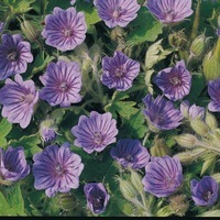  GERANIUM GERANIUM-ORCHID BLUE (Pelargonium bohemicum)-bleu - Graineterie A. DUCRETTET