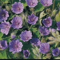 Graines de fleurs GERANIUM ORCHID BLUE (Pelargonium bohemicum) - Graineterie A. DUCRETTET