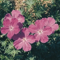  GERANIUM GERANIUM-VISION (Pelargonium sanguinum)-violet pourpre - Graineterie A. DUCRETTET