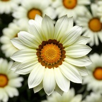  GAZANIA GAZANIA-BIG KISS F1 (Gazania)-blanc - Graineterie A. DUCRETTET