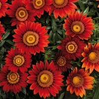  GAZANIA GAZANIA-BIG KISS F1 (Gazania)-rouge - Graineterie A. DUCRETTET