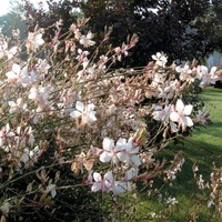  GAURA GAURA-GAURA LINDHEIMEIRI (Gaura)-blanc rosé - Graineterie A. DUCRETTET