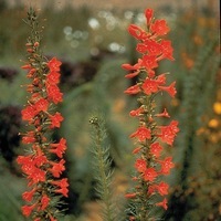 Graines de fleurs GILIA SCARLET SURPRISE (Gilia rubra ou Ipomopsis rubra) - Graineterie A. DUCRETTET