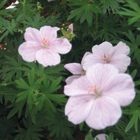  GERANIUM GERANIUM-VISION (Pelargonium sanguinum)-rose (hellrosa) - Graineterie A. DUCRETTET