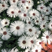 Graines de fleurs FICOIDE GELATO (Dorotheanthus bellidiformis) - Graineterie A. DUCRETTET
