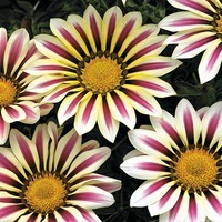  GAZANIA GAZANIA-BIG KISS F1 (Gazania)-WHITE FLAME (blanc flammé) - Graineterie A. DUCRETTET