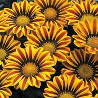  GAZANIA GAZANIA-BIG KISS F1 (Gazania)-YELLOW FLAME (jaune flammé) - Graineterie A. DUCRETTET