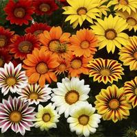  GAZANIA GAZANIA-BIG KISS F1 (Gazania)-mélange amélioré - Graineterie A. DUCRETTET