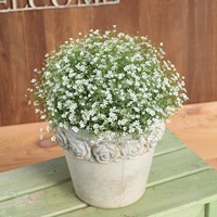 Graines de fleurs GYPSOPHILE GYPSY (double) (Gypsophila muralis) - Graineterie A. DUCRETTET