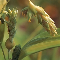 Graines de fleurs GRAMINEES ANNUELLES Coix lacrima Jobi (LARMES DE JOB) (Coix lacrima) - Graineterie A. DUCRETTET