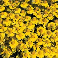 Graines de fleurs HELENIUM GOLDFIELD (Helenium amarum) - Graineterie A. DUCRETTET