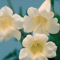 Graines de fleurs INCARVILLEA CHERON (Incarvillea sinensis) - Graineterie A. DUCRETTET