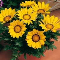 Graines de fleurs GAZANIA BISOU F1 (Gazania) - Graineterie A. DUCRETTET