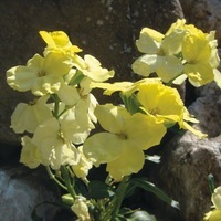 Graines de fleurs GIROFLEE RAVENELLE BEDDER (Cheiranthus cheiri) - Graineterie A. DUCRETTET