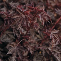 Graines de fleurs HIBISCUS MAHOGANY SPLENDOUR (Hibiscus acetosella) - Graineterie A. DUCRETTET