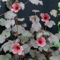 Graines de fleurs HIBISCUS RED SHIELD (Hibiscus acetosella) - Graineterie A. DUCRETTET