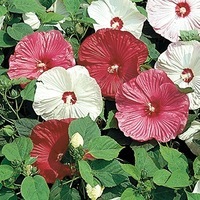 Graines de fleurs Annuelles - HIBISCUS - Graineterie A. DUCRETTET